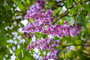 Fototapeta na wymiar Purple lilac flowers as background