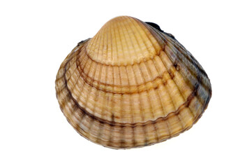 Coque en gros plan sur fond blanc
