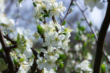Branches of a blossoming cherry tree on a sunny spring day in the garden.