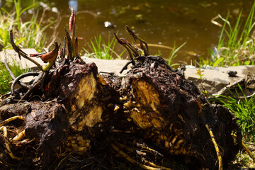 The rhizome of a water lily after wintering in a film pond. Division of the rhizome.Reproduction and cultivation, growing of Nymphaea. High quality photo