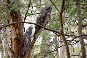 Two tawny frogmouth birds, Podargus strigoides, with brown plumage, sitting concealed in a tree