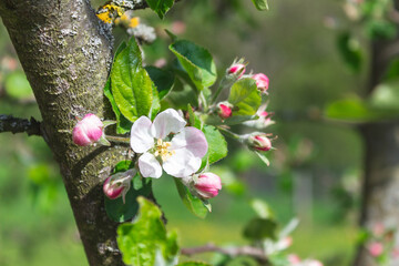 Branches of a blossoming plum tree with buds on a sunny spring day in the garden.