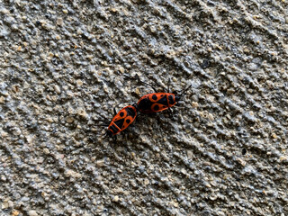 Couple of European firebug