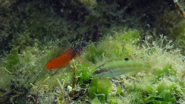 A bright red male Black Faced Blenny (Tripterygion melanurum) drives the wrasse out of its territory.