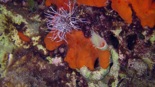 Red-spotted horseshoe or Smooth tubeworm (Protula tubularia) extends a crown of tentacles from the tube to catch prey. Mediterranean.