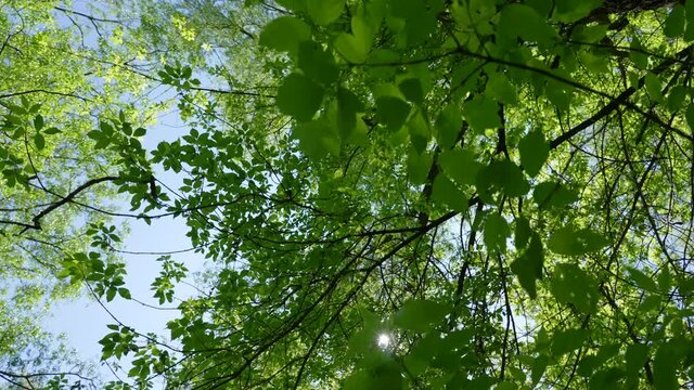 Point of view 4k video footage of beautiful spring or summer morning in old forest. Looking up and walking under different green trees, sun light and rays transparenting and breaking through foliage