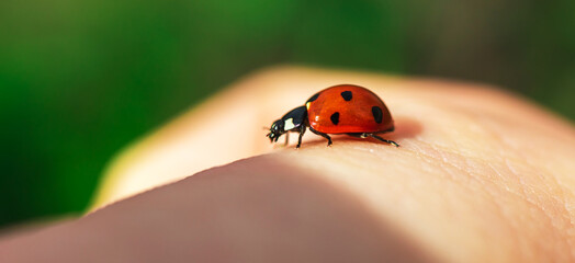 Ladybug on hand banner, nature and people reunion concept, insect macro close-up photo