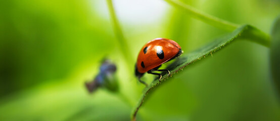 Obraz premium Ladybug on green leaf, beautiful banner with insect and nature