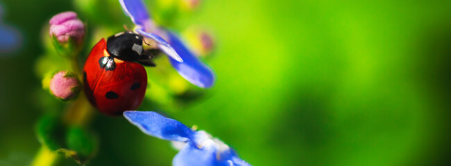 Ladybug in nature banner macro close-up photo, copy space