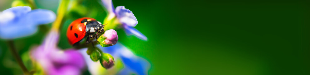 Ladybug banner, macro insect on a flowers on the backyard, summer spring copy space photo