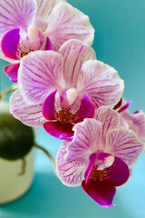 Blüten einer Orchidee pink lila weiß