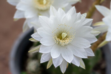 Macro white cactus flowers in a beautiful nursery are in full bloom. Cactus with flower, in a brown...