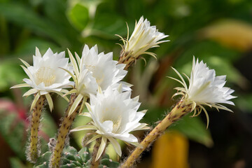 Macro white cactus flowers in a beautiful nursery are in full bloom. Cactus with flower, in a brown...