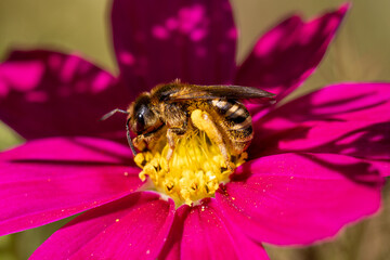 Bee collecting nectar on a flower