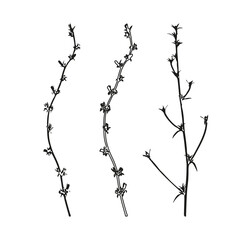 Vector flowers isolated black. Realistic hand drawn chicory flower illustration set on white background.