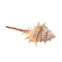 Isolated seashell conch on white background