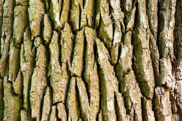 Texture of old oak tree for background