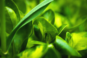Blooming greens on the backyard garden close-up macro photo background