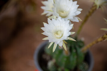 Macro white cactus flowers in a beautiful nursery are in full bloom. Cactus with flower, in a brown...