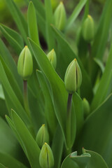 Beautiful unopened tulip buds outdoors on spring day, closeup
