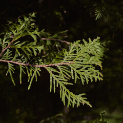 Thuja. Detail of the white cedar.