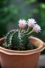 Macro pink cactus flowers in a beautiful nursery are in full bloom. Cactus with flower, in a brown pot on nature background.