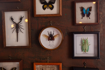 Frames with beetles and butterflies on the wall