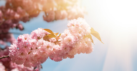 Sakura trees with flowers in sun light