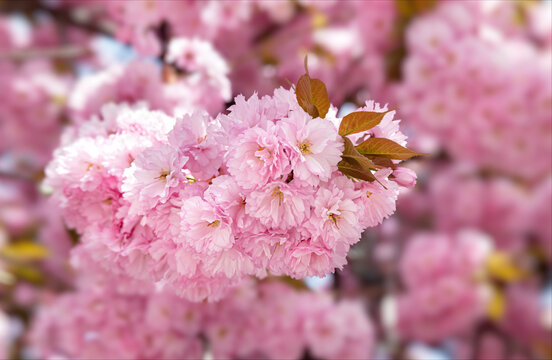 Sakura trees with flowers in sun light