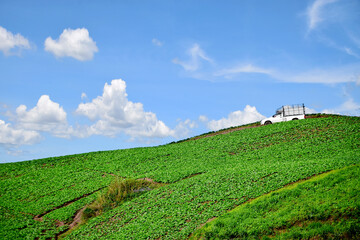 Fototapeta na wymiar Greens Cabbage field on the mountain