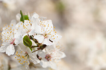 White blossoms of cherry tree on blurred background, closeup with space for text. Spring season