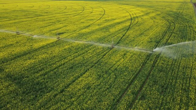 Title: Center pivot irrigation system on a yellow rapeseed field aerial view

