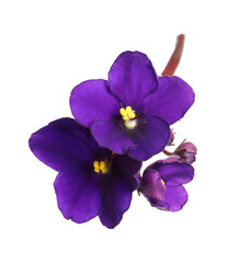 Fototapeta na wymiar Purple flowers of violet plant isolated on white