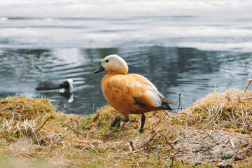 Ente steht am See