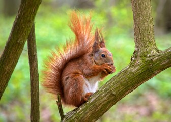 Naklejka na ściany i meble Bushy-tailed squirrel in the spring park