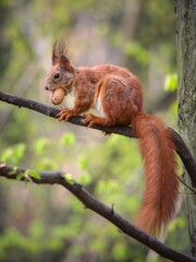 Bushy-tailed squirrel in the spring park