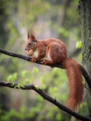 Bushy-tailed squirrel in the spring park