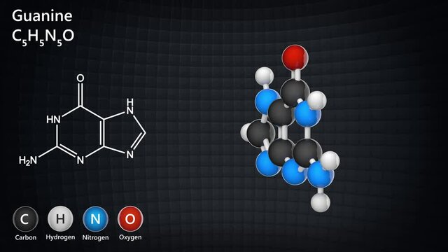 Chemical structural formula and model of Guanine. Nitrogenous base molecular structure (DNA and RNA parts). C5H5N5O. 3D render. Seamless loop. Chemical structure model: Ball and Stick.