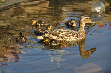 Raft of little ducks with their mother swimming in a lake at sunny day