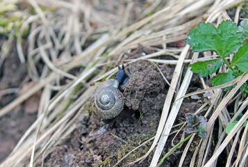 snail on the grass