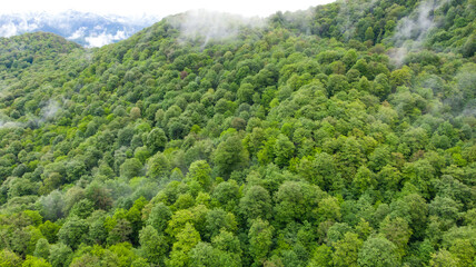  foggy mountain landscape with forest