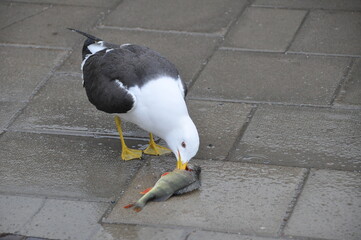 Seagull eating fresh perch fish perch on city pavement