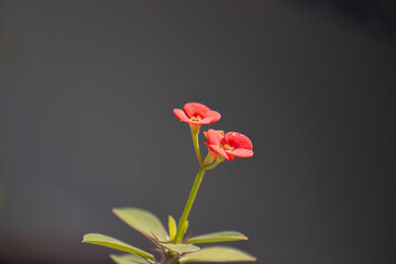 single red flower