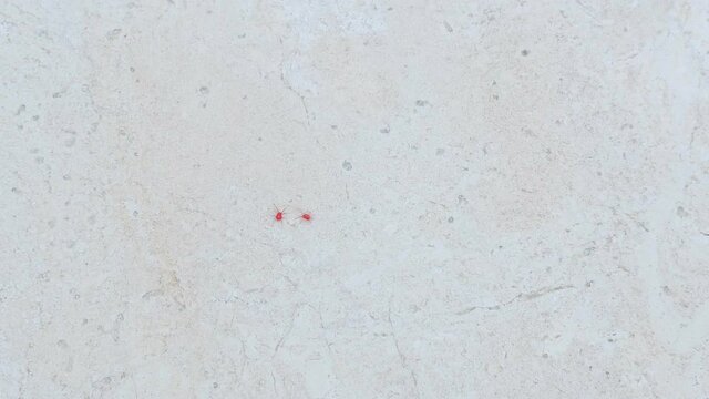 Red spider-mite with long legs. It wakes up in the spring when the sun warms the soil
