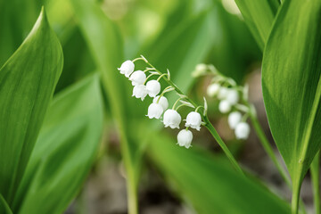 Lily of the valley