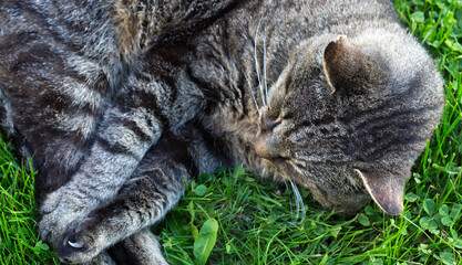 Cat lying in the greenery in the garden on sunny spring morning.