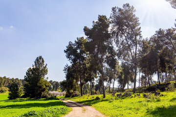 Tall slender pines grow in the meadow