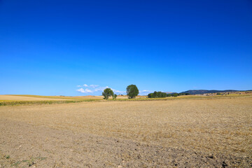 trigales campos cultivados de castilla la mancha burgos españa 4M0A3212-as21