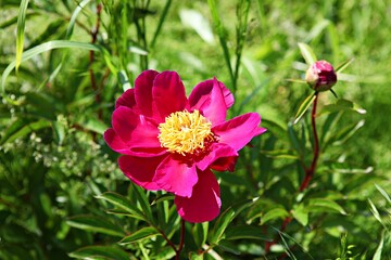 한국공원이핀꽃