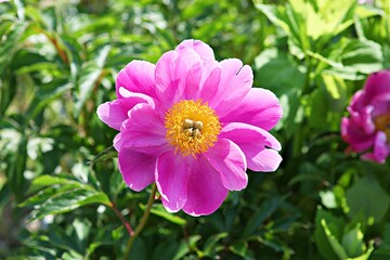 Obraz premium 한국공원이핀꽃